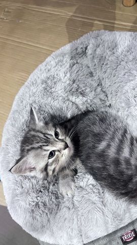 BKH Kitten Kater