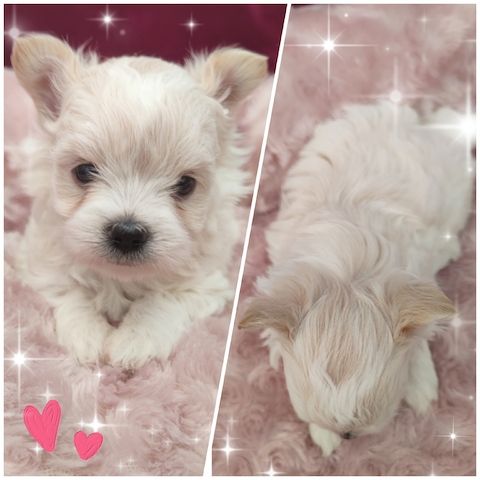 Biewer Yorkshire Terrier Golddust (wie Malteser, Havaneser, Bolonka Zwetna, Shih Tzu,Chihuahua)