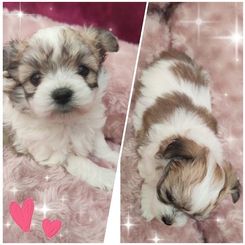 Biewer Yorkshire Terrier Golddust (wie Malteser, Havaneser, Bolonka Zwetna, Shih Tzu,Chihuahua)