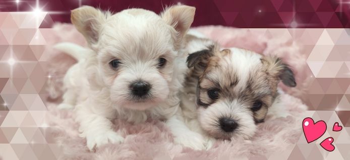 Biewer Yorkshire Terrier Golddust (wie Malteser, Havaneser, Bolonka Zwetna, Shih Tzu,Chihuahua)
