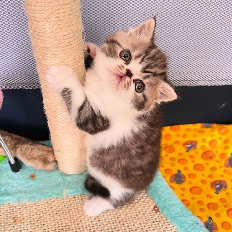 Exotic Shorthair Kitten (männlich): Fibie sucht eine neue Familie