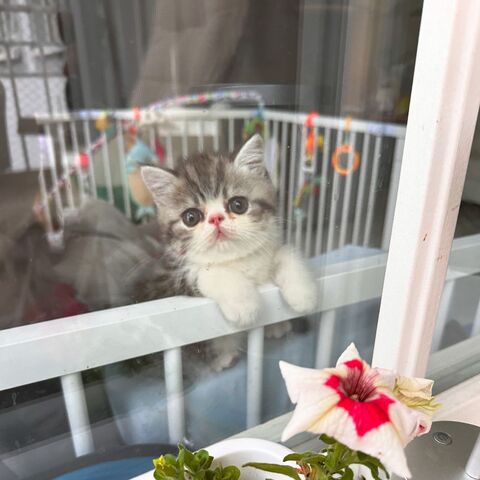 Exotic Shorthair Kitten (männlich): Fibie sucht eine neue Familie