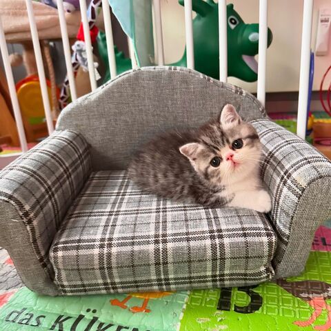 Exotic Shorthair Kitten (männlich): Fibie sucht eine neue Familie