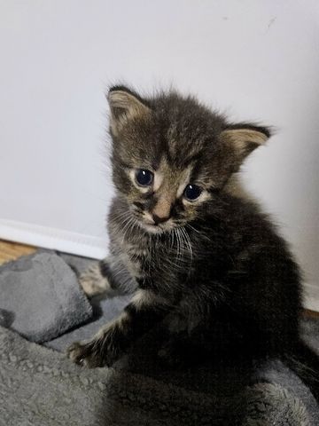 Baby kitten