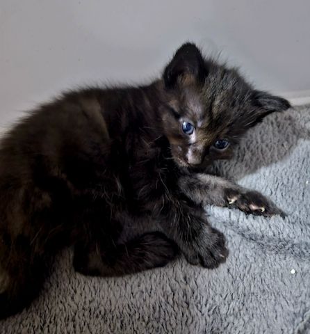 Baby kitten
