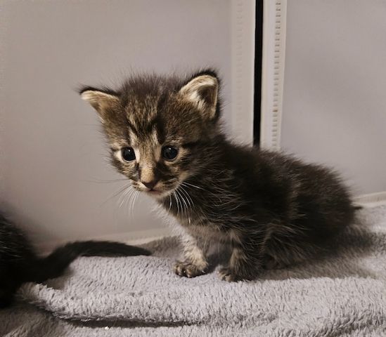 Baby kitten