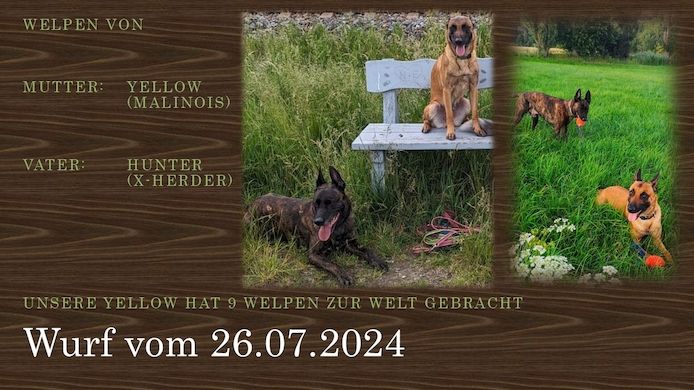 Malinois Welpen (Malinois / X- Herder)