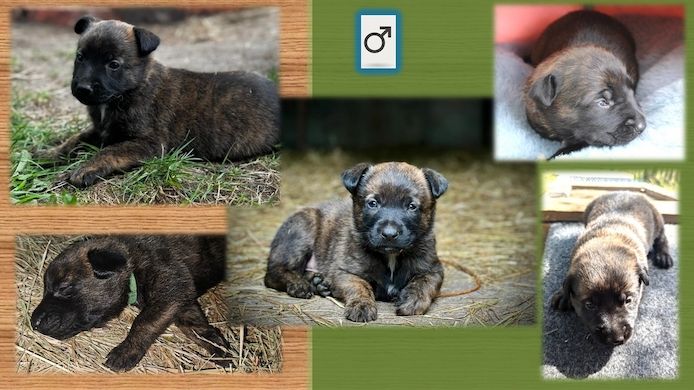 Malinois Welpen (Malinois / X- Herder)