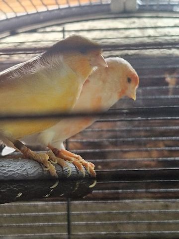 Kanarienvögel mit Allem drum und dran
