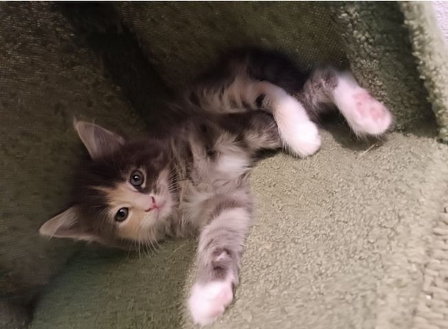 Maine Coon Kitten