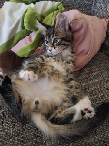 Maine Coon Kitten