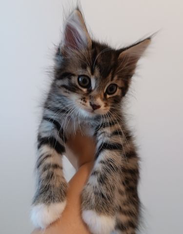 Maine Coon Kitten