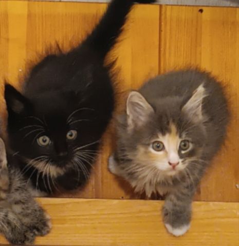 Maine Coon Kitten