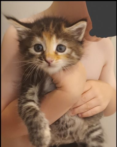Maine Coon Kitten
