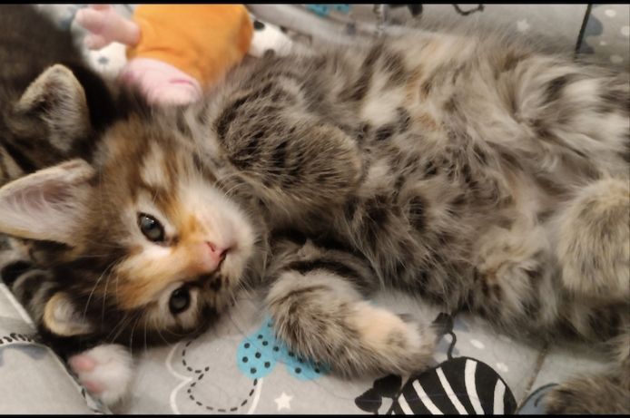 Maine Coon Kitten
