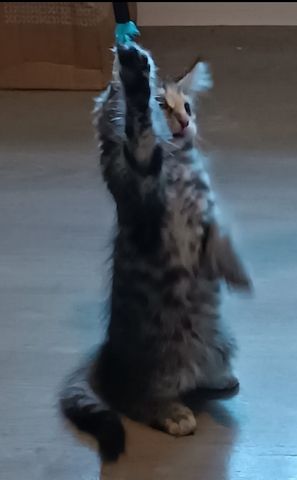 Maine Coon Kitten