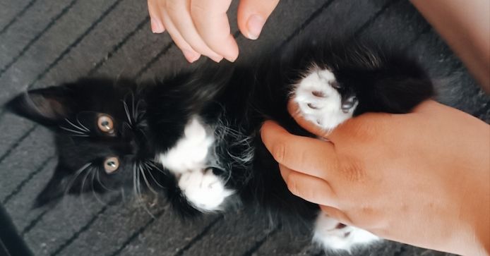 Maine Coon Kitten