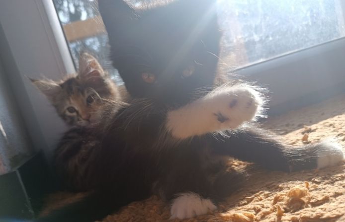 Maine Coon Kitten