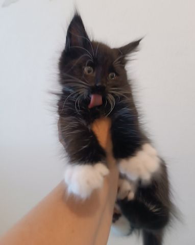 Maine Coon Kitten