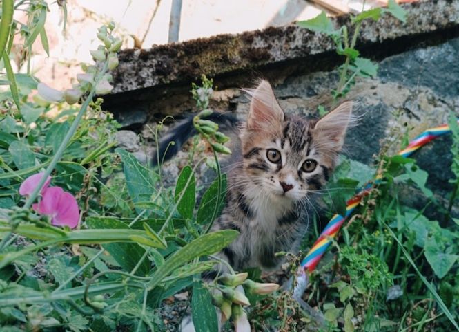 Maine Coon Kitten