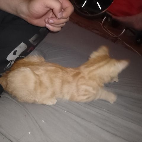 Kater