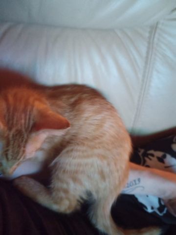 Kater