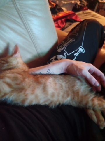 Kater