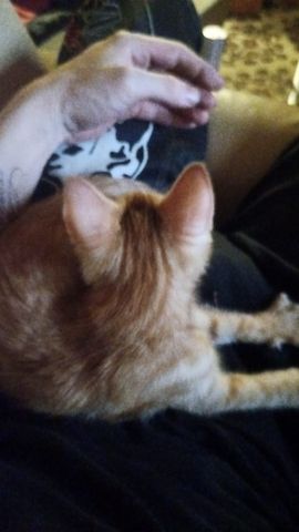 Kater