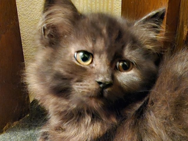 Perser kitten