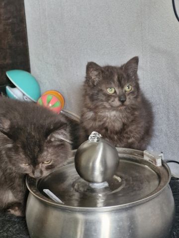 Perser kitten