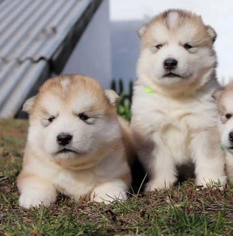Alaskan Malamute welpen suchen neues Zuhause