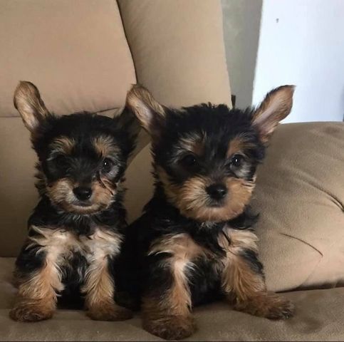Yorkie welpen suchen neues Zuhause