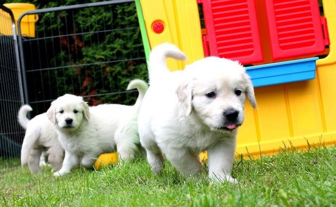 Golden Retriever-WHATSAPP:+4368120926227