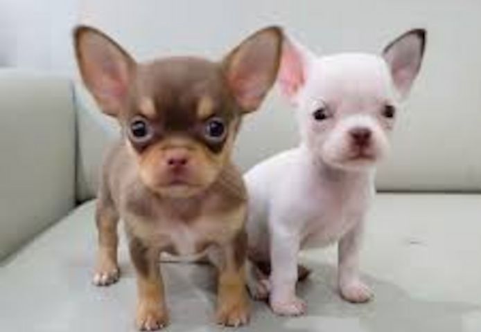 Nette männliche und weibliche Chihuahua Welpen