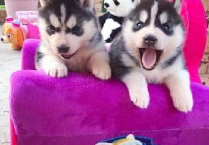 Siberian Husky Welpen zu verkaufen