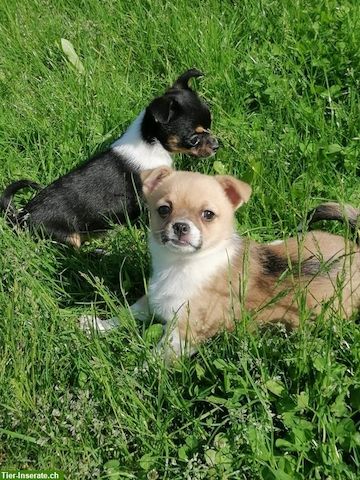 Süsse Chihuahua Welpen