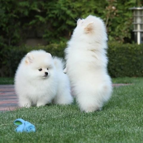 Zwergspitz Pomeranian Welpen mit VDH Papieren