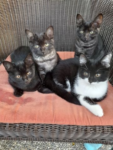 Kitten Jungkatzen