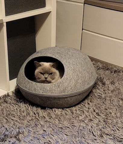 BKH KATZE