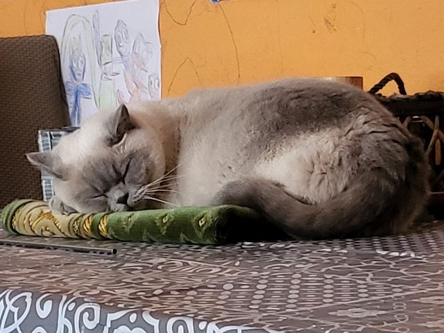 BKH KATZE