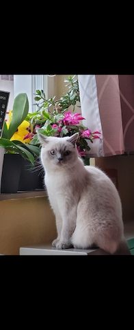BKH KATZE