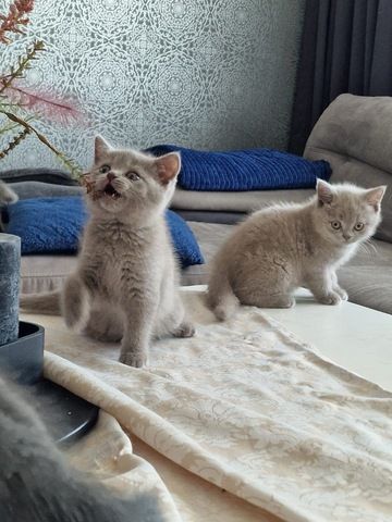BKH kitten reinrassig
