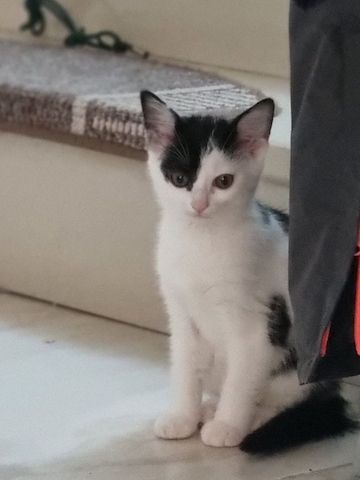 Babykatzen