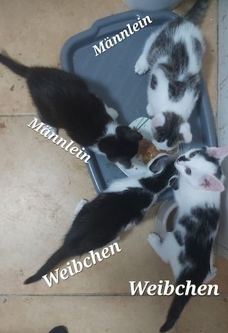 Babykatzen