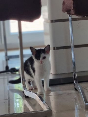 Babykatzen