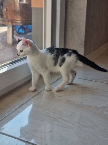Babykatzen