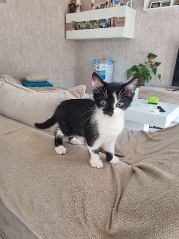 Babykatzen