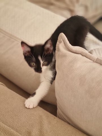 Babykatzen
