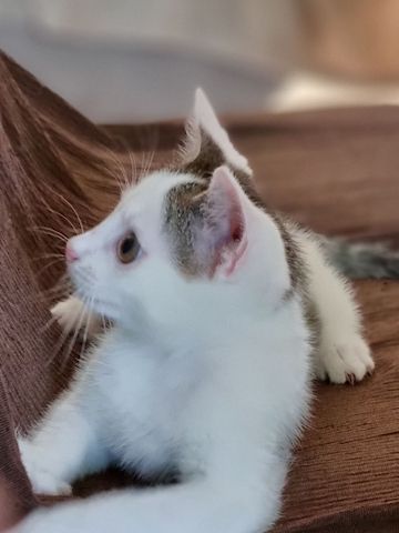 Babykatzen