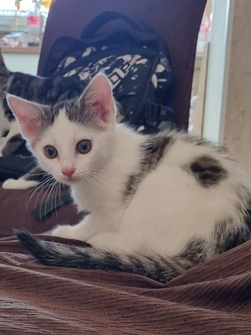 Babykatzen
